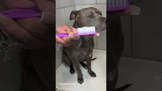 Dog Grooming ASMR #viral #asmr #doggrooming #dogbath #satisfying