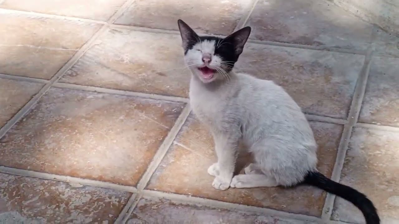 Cats listening the women