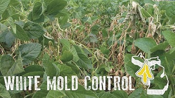 White Mold Control in Soybeans