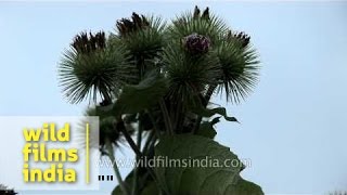Help us identify this thistle-like flowering plant from the Himachal Himalaya