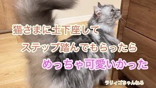 猫様に土下座してステップ踏んでもらったらめっちゃ可愛いかった！！ by ラリィゴ 62 views 1 month ago 1 minute, 1 second