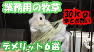 うさぎの多頭飼育!業務用牧草３０kg買ってみたら後悔した？