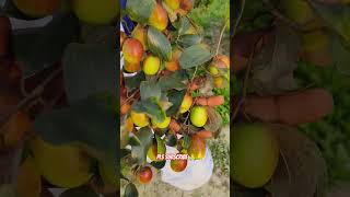 vairalshort  Miss India apple ber success farming plants  pls contact=8167025230 appleber fruit
