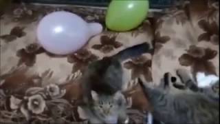 Милашка счастливая кошка. #cat , # кошки, # домашние животные. Милашка счастливая кошка. #cat , # кошки, # домашние животные.