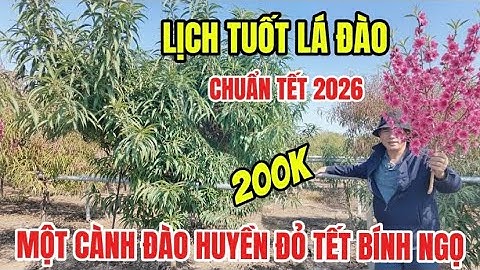 Lịch Tuốt Lá Đào Chuẩn Đón Tết Bính Ngọ 2026 - 200k Một Cành Đào Huyền Giá Rẻ Đón Tết