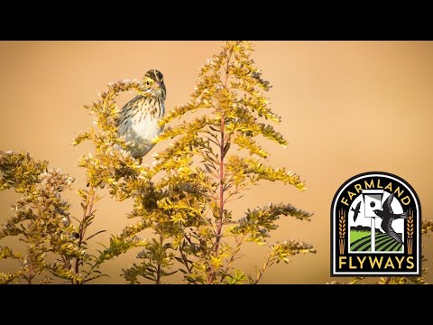 Video: Wildekersieboominligting - Oorplanting van swartkersiebome in landskap