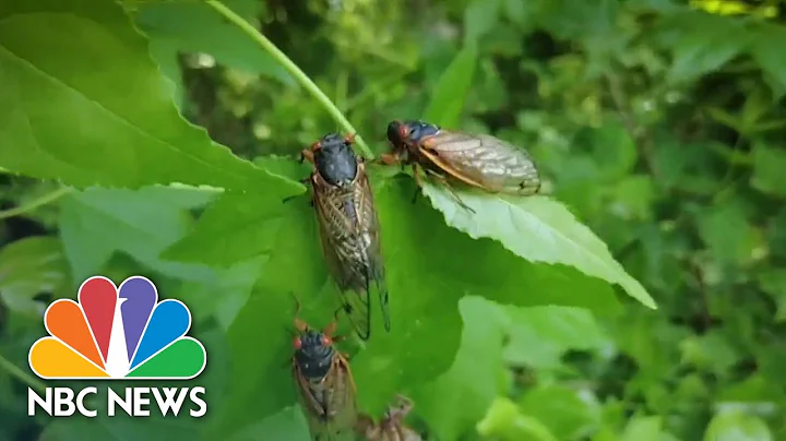 Cicada Numbers Peak In Washington, D.C. - DayDayNews