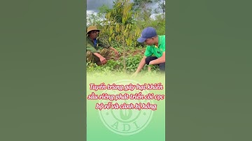 Sầu riêng bị tuyến trùng cây còi cọc, chậm phát triển và rụng lá | Nông nghiệp ADI #shorts