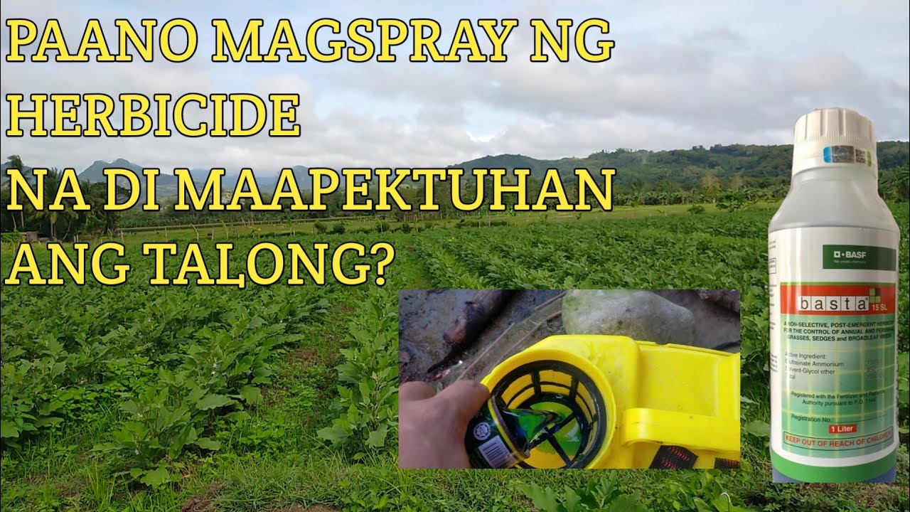 PAANO MAGSPRAY NG HERBICIDE NA SAFE ANG TALONG?