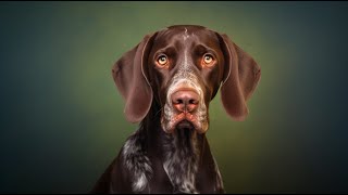 Do German Shorthaired Pointers Require a Lot of Grooming?