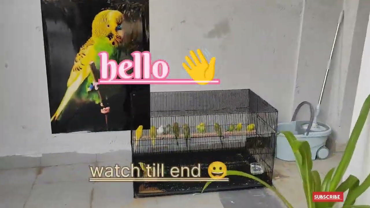 Love birds and rabbit pets shoot 😍|| pyaratotamithu