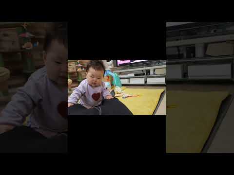 赤ちゃん大型犬3匹＋猫2匹。にぎやかだけどぬくもりたっぷりの家族です。#猫#大型犬 #保護猫  #ゴールデンレトリバー #ダルメシアン #ボーダーコリー #baby #dog #cat #shorts