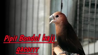 The chirping sound of the Bondol kaji gacor sparrow 323 | Bird chirping sounds | white headed munia screenshot 4
