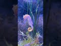 Beautiful Sea Horse Bangkok Aquarium Nature Travel Aquarium Seahorse
