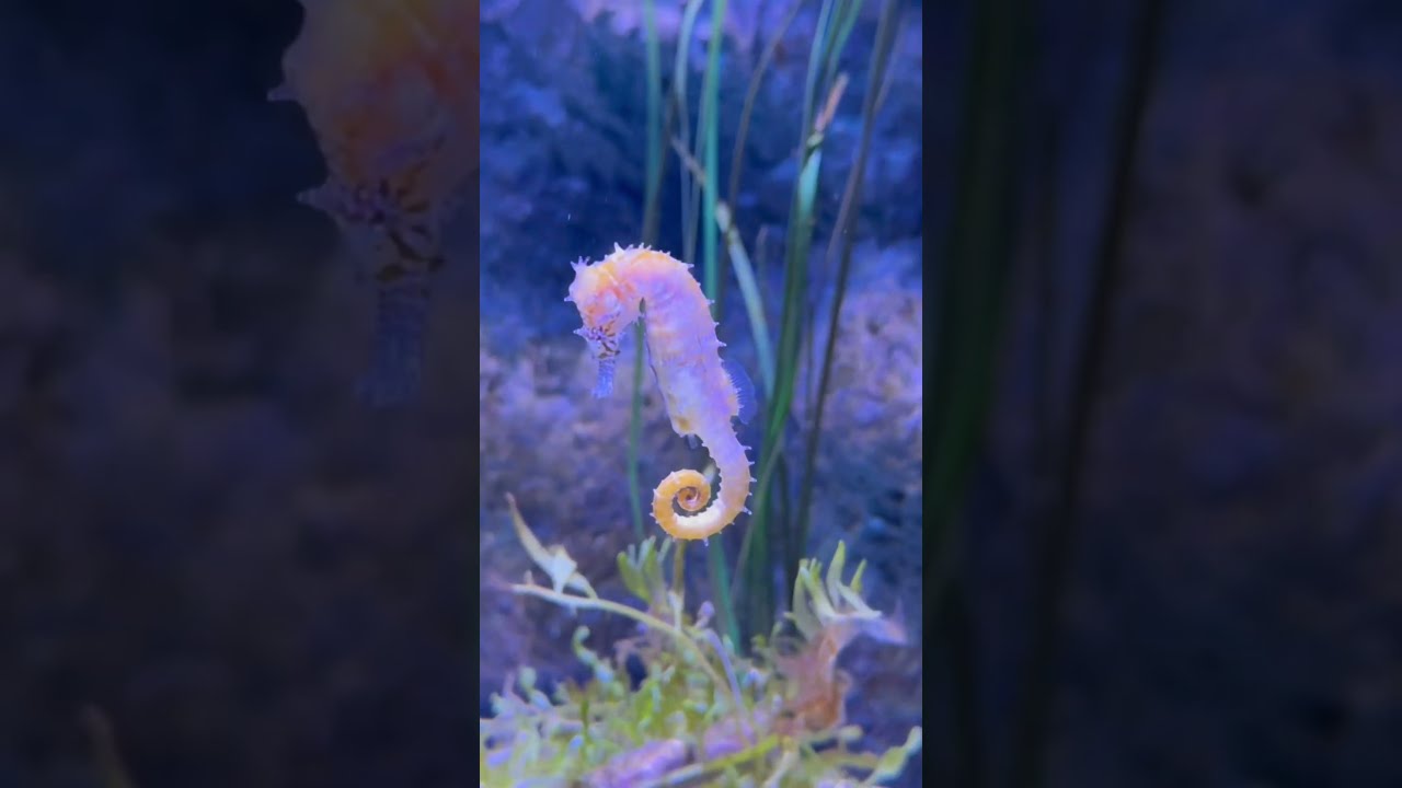  Beautiful Sea Horse Bangkok Aquarium Nature Travel Seahorse