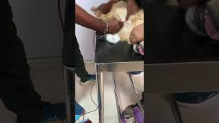 Jerry’s First Blood Donation ?goldenretriever dogs blooddonation