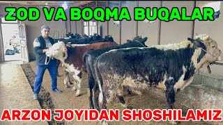 Boqma Buqalarni Arzon Joyidan