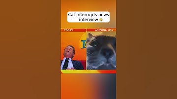 Cat interrupts news interview 😂😂#funny #cat #pets #fyp #foryou #cute