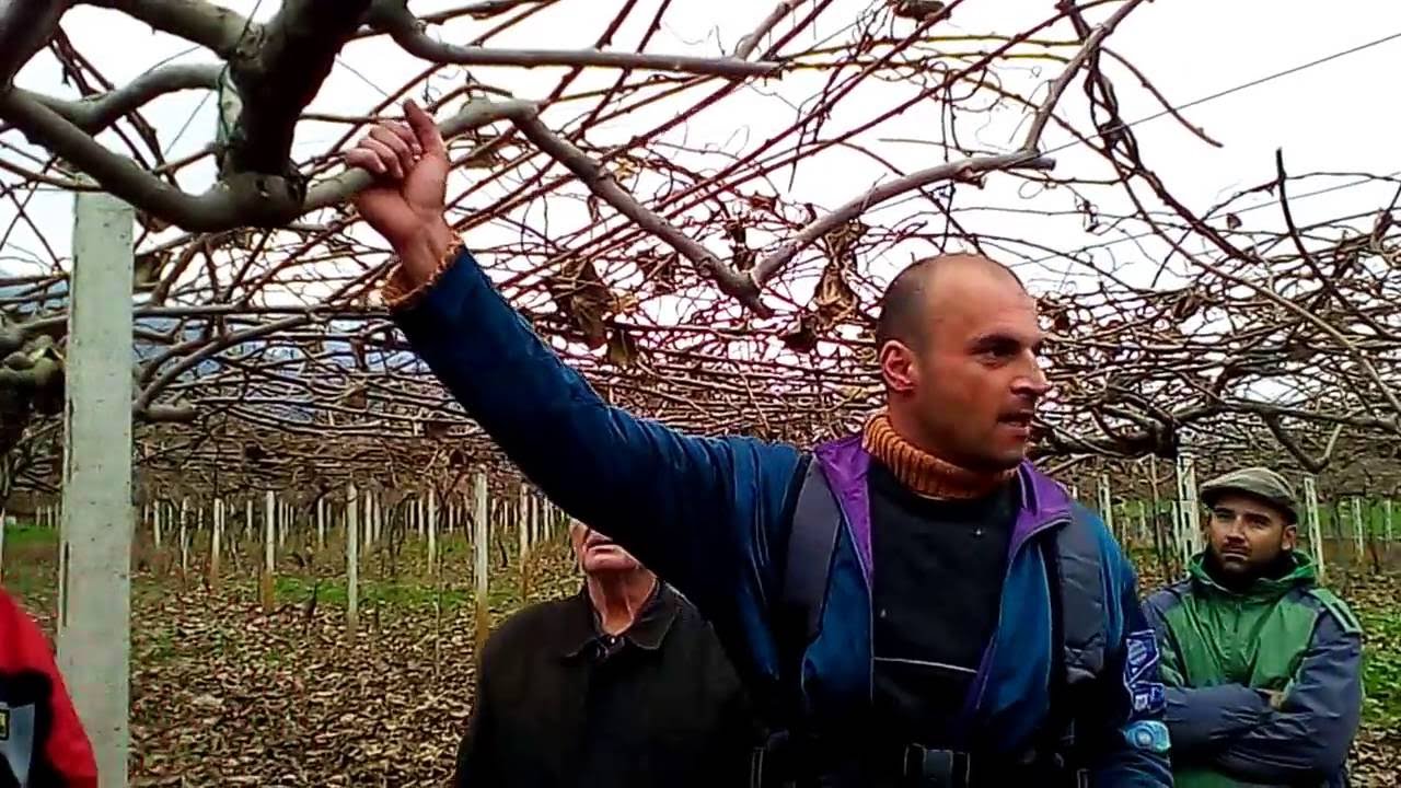 Σεμινάριο κλαδέματος ακτινιδιάς.-Αθανάσιος Πισαλίδης