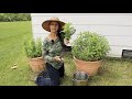 Drying Homegrown Herbs in a New Way!