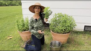 Drying Homegrown Herbs in a New Way!