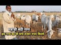 सोनभद्र के पहाड़ी इलाके से आई सैकड़ों बद्री गाय | Cow Videos | Cow Farming in India