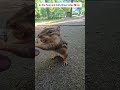 Feeding my chipmunk friends Peep and Dolly ❤️ #handfeeding #wildlife #chipmunks #nature #fyp #love