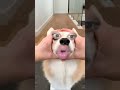 My Cute Coragi Action Funny Dog Puppy Pets