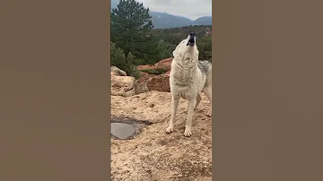 عواء الذئب في قلب الظلام هل تخشاه Wolf ذئب عواء الذئب غابة حيوانات أسطورة حماسي Fyp 