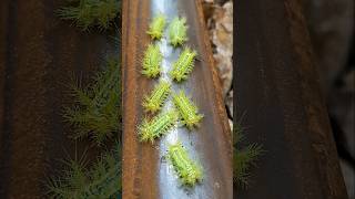 Unfortunately, this insect family was not safe. #train #shortvideo #challenge #comedy