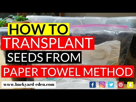 वीडियो: कागज़ के तौलिये में बीज अंकुरित करने के बाद आप क्या करते हैं?