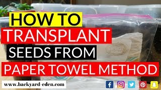 How to transplant seeds from the paper towel method | Backyard Eden - Sustainable Urban Homestead