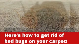 How to Get Rid of Bed Bugs on Your Carpet [Detailed Guide]