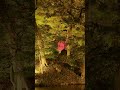 夜間特別開園 秋の夜長の小石川後楽園2025  2025/10/16 #小石川後楽園 #tokyo #night #park #garden #ライトアップ #projectionmapping