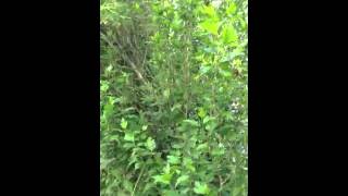 Gray catbird Nest