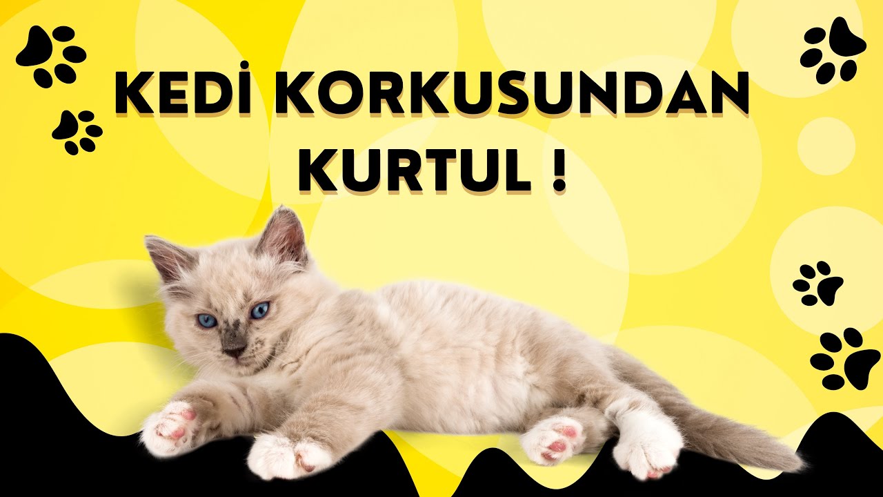 KEDİ KORKUSUNDAN KURTUL ! - Kedi Fobisi