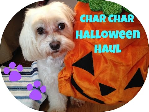 puppy haul puppy haul petsmart and target doovi puppy haul puppy haul petsmart and target doovi