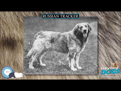 russian tracker dog