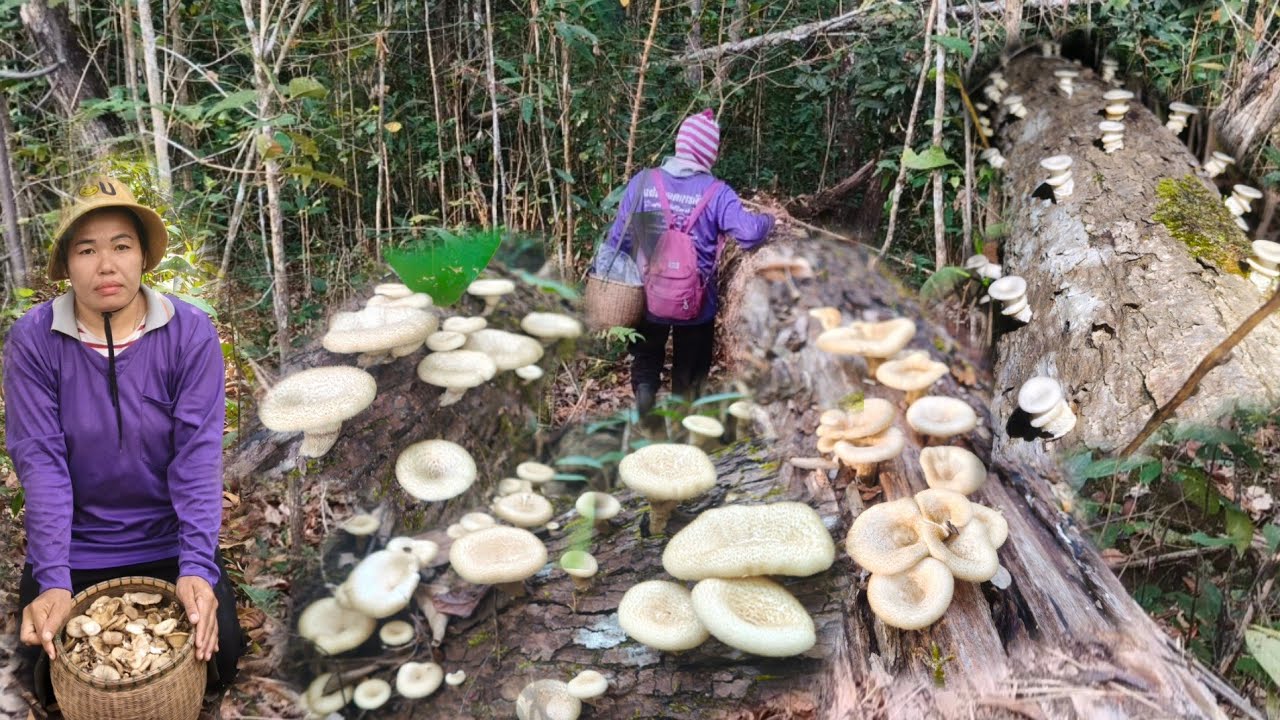 ขึ้นเขาตามหาเห็ดขอนเห็ดลมไม่ผิดหวังจ้าเต็มต่าเลยจ้า2มี.ค 69