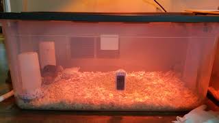 Two 2-week-old turkey poults in brooder Easy Turkey Poult Brooder Setup Part 2 3 6 Weeks