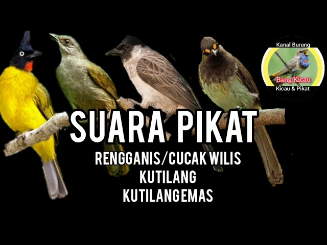 suara pikat kutilang emas, rengganis, merbah, kutilang | PIKAT AMPUH class=