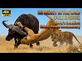 NO MERCY IN THE WILD (FULL EPISODE) | World’s Deadliest | Nature Animal Documentary