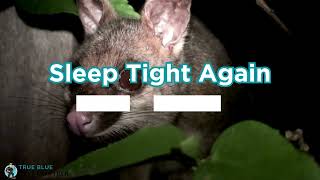 Need Fast Possum Removal? Call True Blue Pest Control Sydney