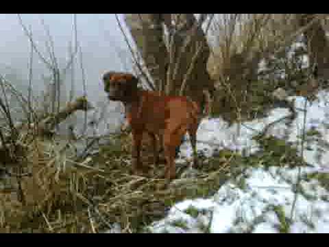 redbone coonhound treeing