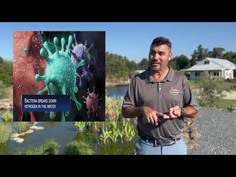 Pond Filtration | What is a bog filter and how does a wetland bog filter work?  Science Behind A Bog