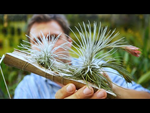 Video: Tillandsia (41 Fotos): Pflege Einer Blume Zu Hause. Beschreibung Von Tillandsia Usneiform Und Blau, Violett Blühende Und Andere Arten