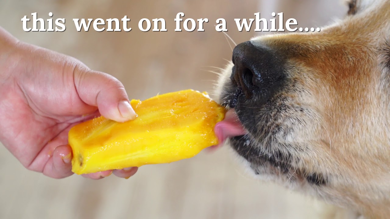 Can Dogs Eat Mango Or Is Mango Bad For Dogs