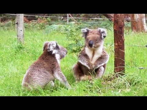 変な声でケンカするコアラ  