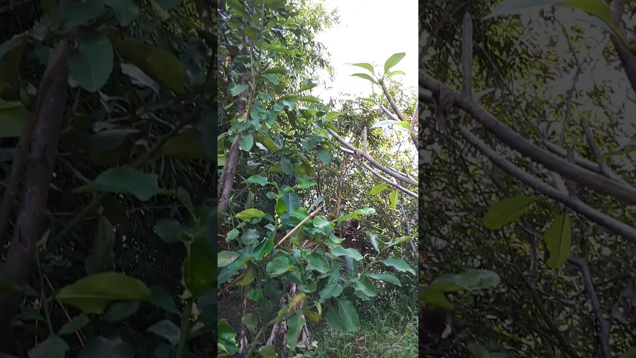 Big Asian BUTTERFLY LOVE before mating, discovered by my curious wife in the garden