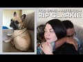 IVDD Signs & Prevention - R.I.P. Our Frenchie Clarkie 2017-2020